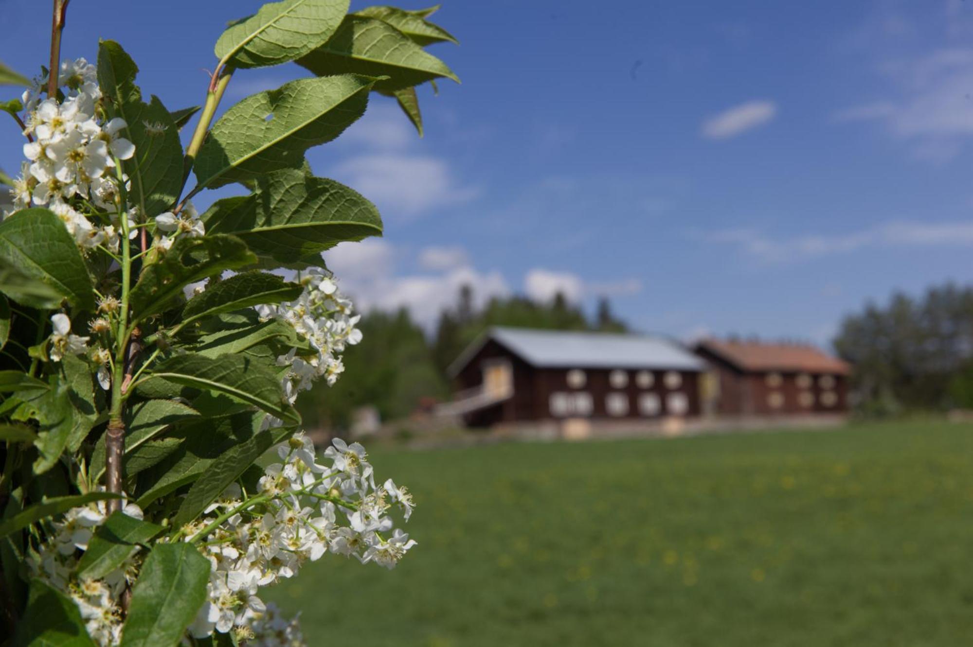 Grindstugan Pa Fyras Gard Hammerdal Esterno foto